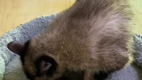 Cat taking care of her hair after bathing.