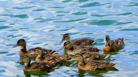 Flock of ducks..🐤🐤🐤