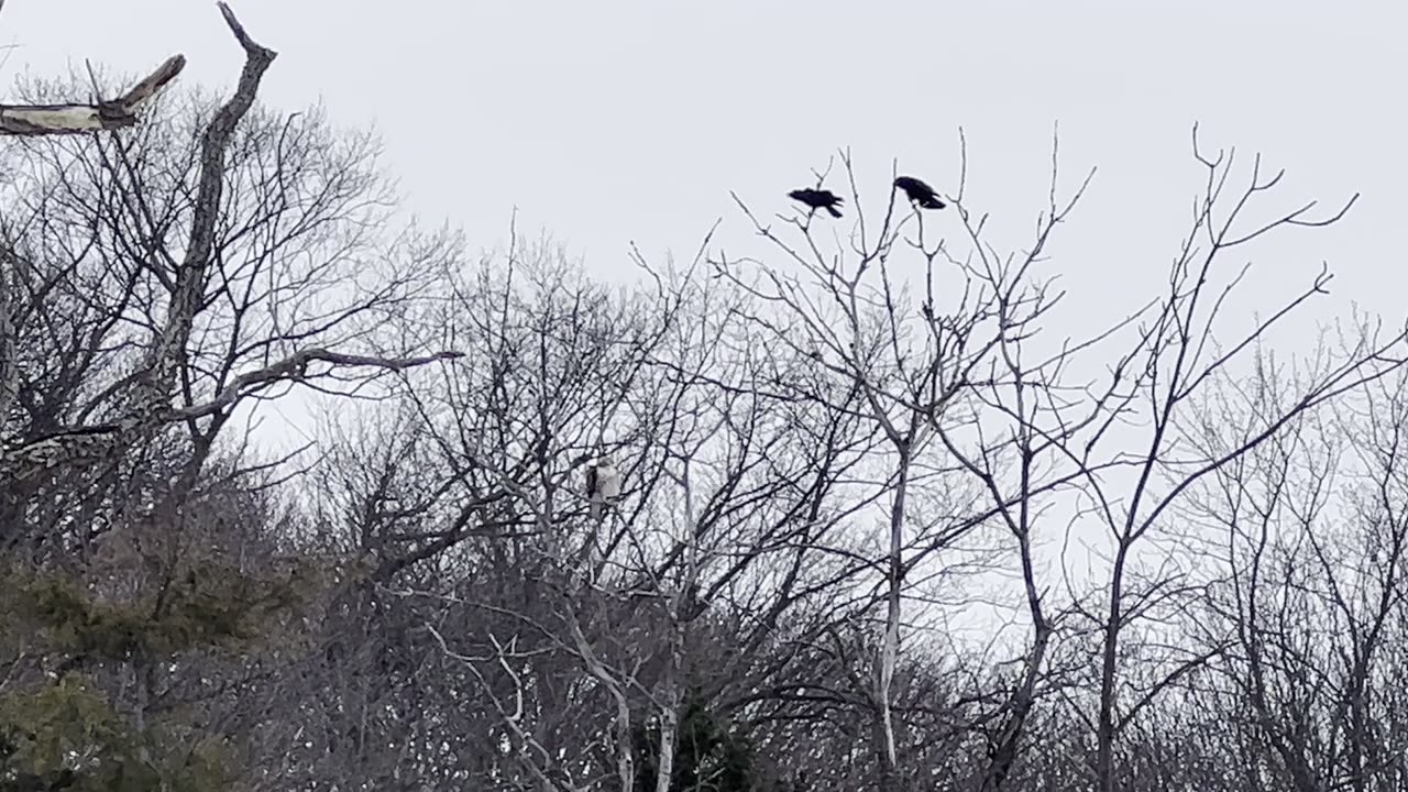 Ravens unhappy with a Hawk