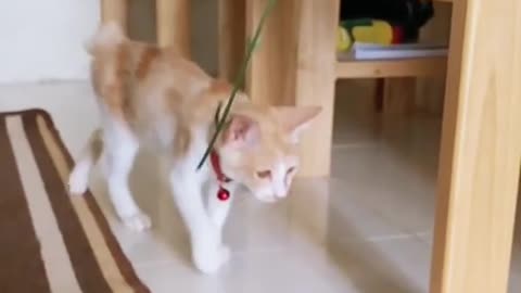 Funny cats