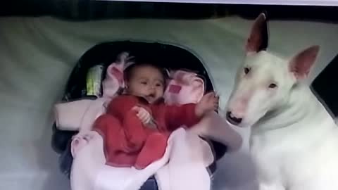 Clever dog
