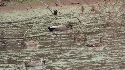 Gadwalls, Mallards and more of the Wetlands
