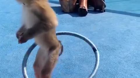 Monkey dancing on the road!?