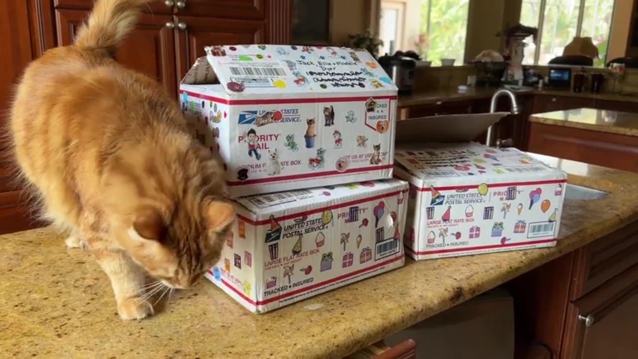 Funny Cat Guards Gift Boxes From Excited Great Danes