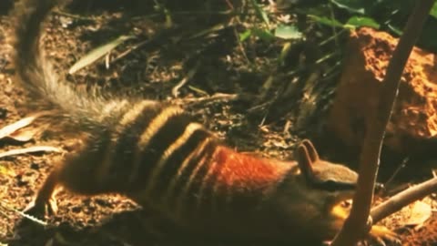 numbat