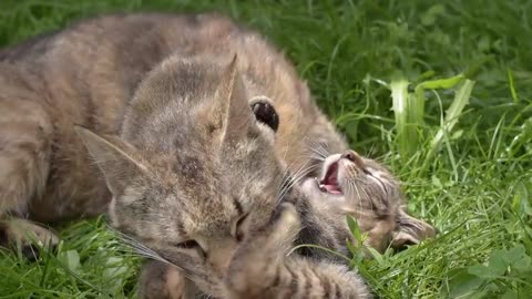 Care from a mother
