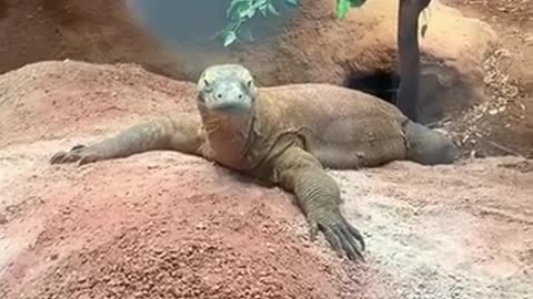 Animals lover funny video