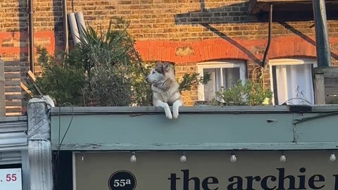 People Watching Husky