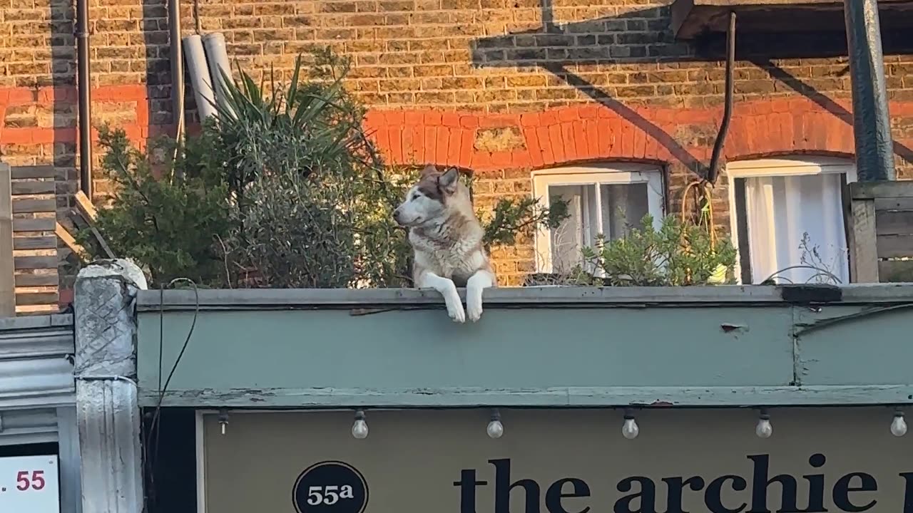 People Watching Husky