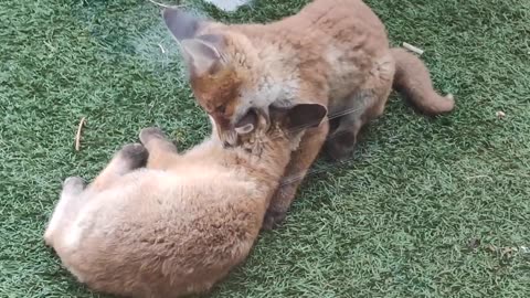 Cutest Fight Ever