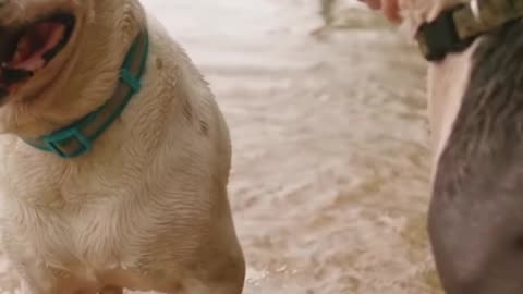 Cute and smart dog ! Dogs playing ! dogs fighting ! funny dog videos 2023 ! #shorts