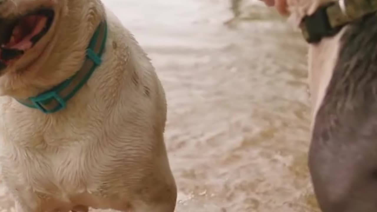 Cute and smart dog ! Dogs playing ! dogs fighting ! funny dog videos 2023 ! #shorts