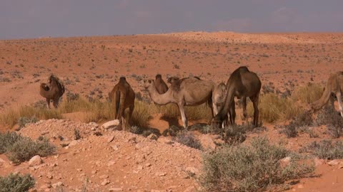 Camels in the Desert