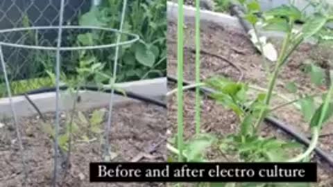 Grow Massive Plants with copper