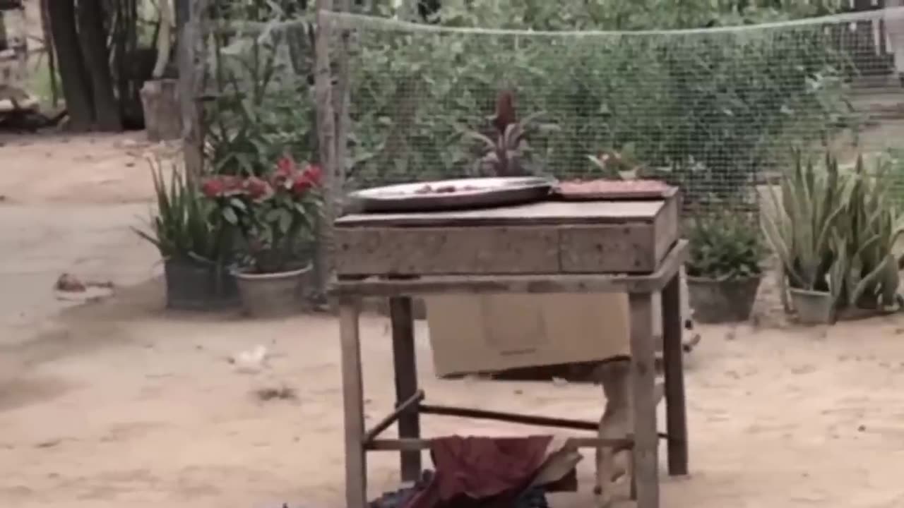 Animal funny videos