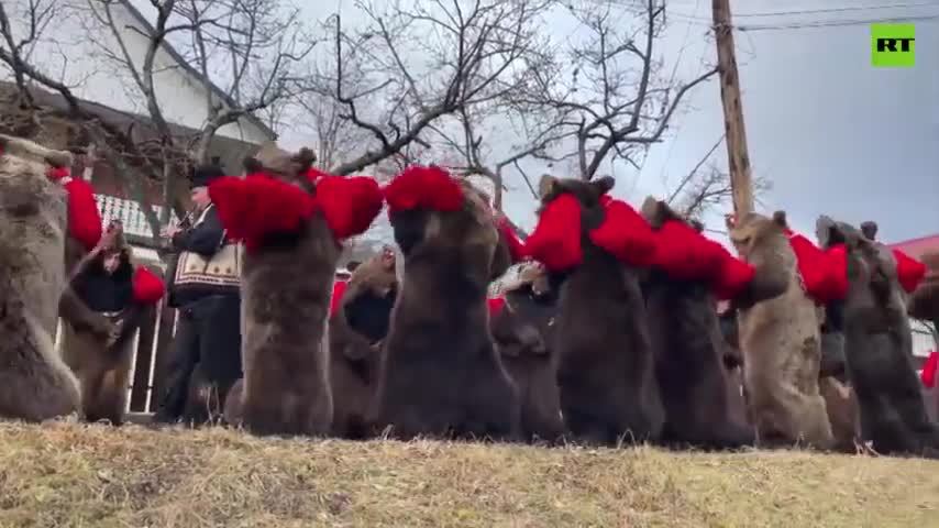 Romanian Bear Parade Aimes to Ward off Evil Spirits - RT News