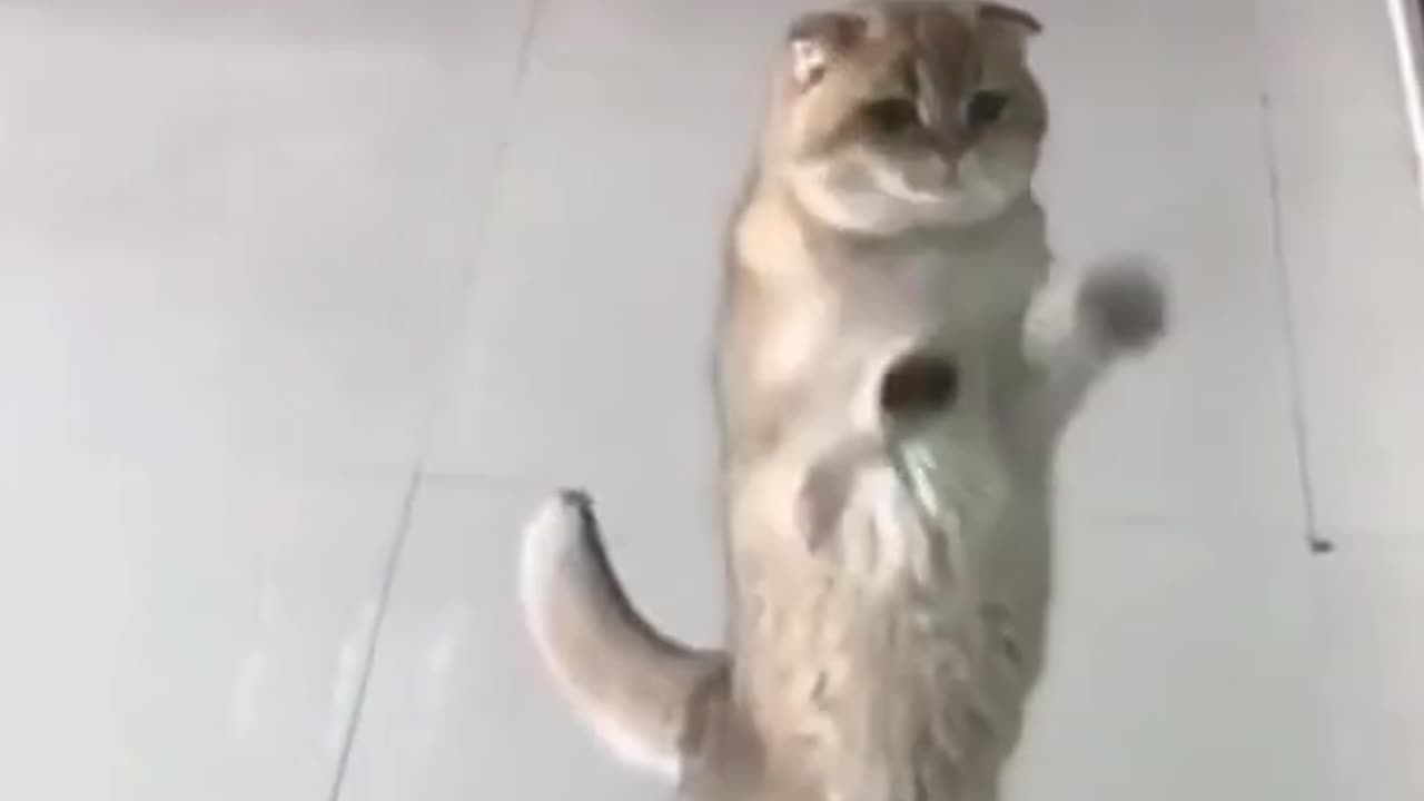 Amazing Funny Cats Trending Clips😍