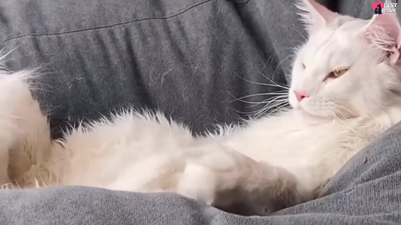 Girl Bought a Little Kitten From a Shelter And It Grew To The Size Of a Wolf