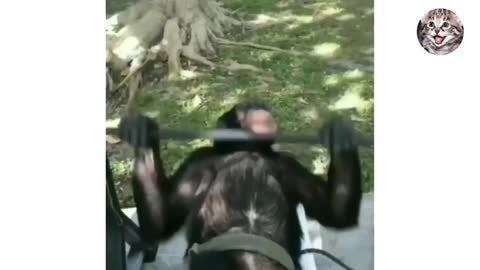 Daily Monkey Workout in Morning