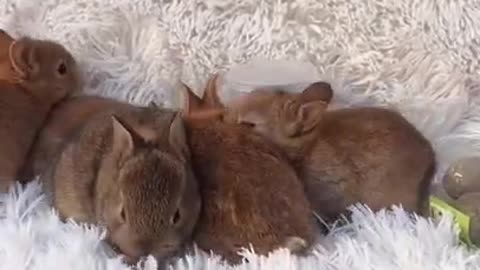 Wow Awesome Funny and Cute Baby Rabbit Videos - Baby Animal Video, Tik Tok Monkeys. #Shorts