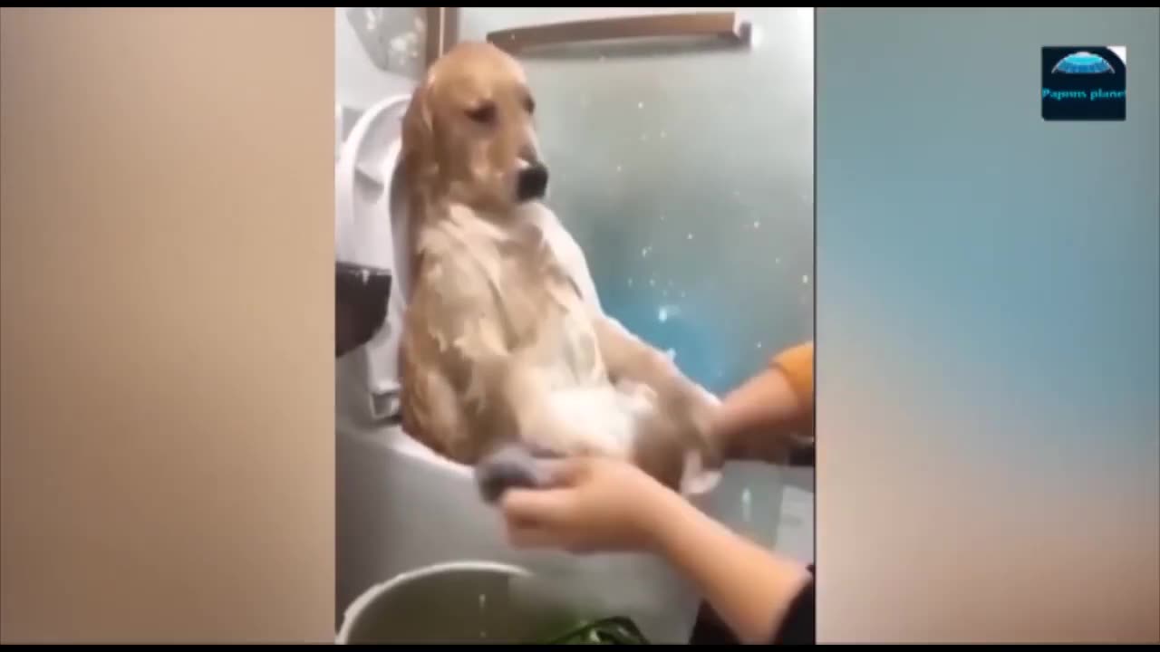 Funniest animals-Funny cats and dogs- Sit Back and chill