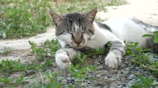 Relax music chilling #26