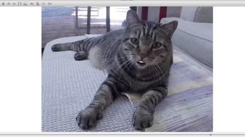 Benny the Cat sings