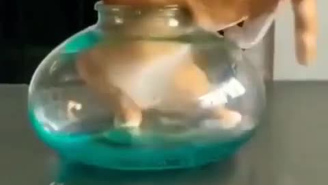 Baby cats-cute and funny cat videos#shorts#youtubeshorts #cat #catvideos
