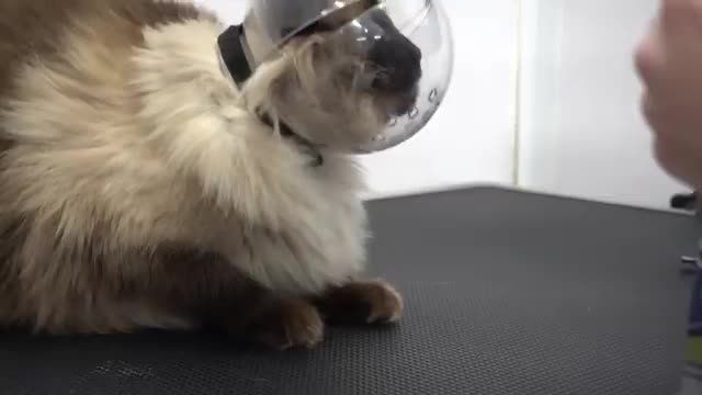 He got me with his murder mittens | Crazy cat