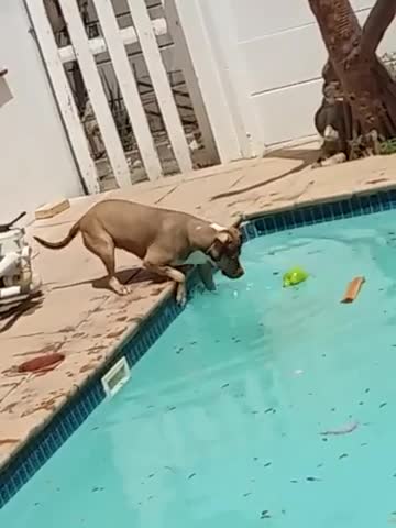 My Pitbull's first swim on her own