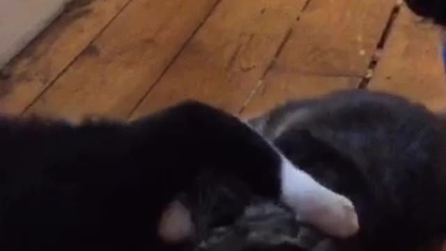 Tate and Pico play fight
