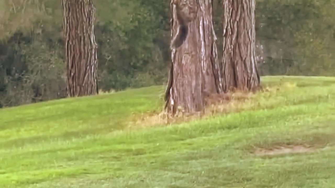 A Bobcat Chasing A Squirrel Up A Tree