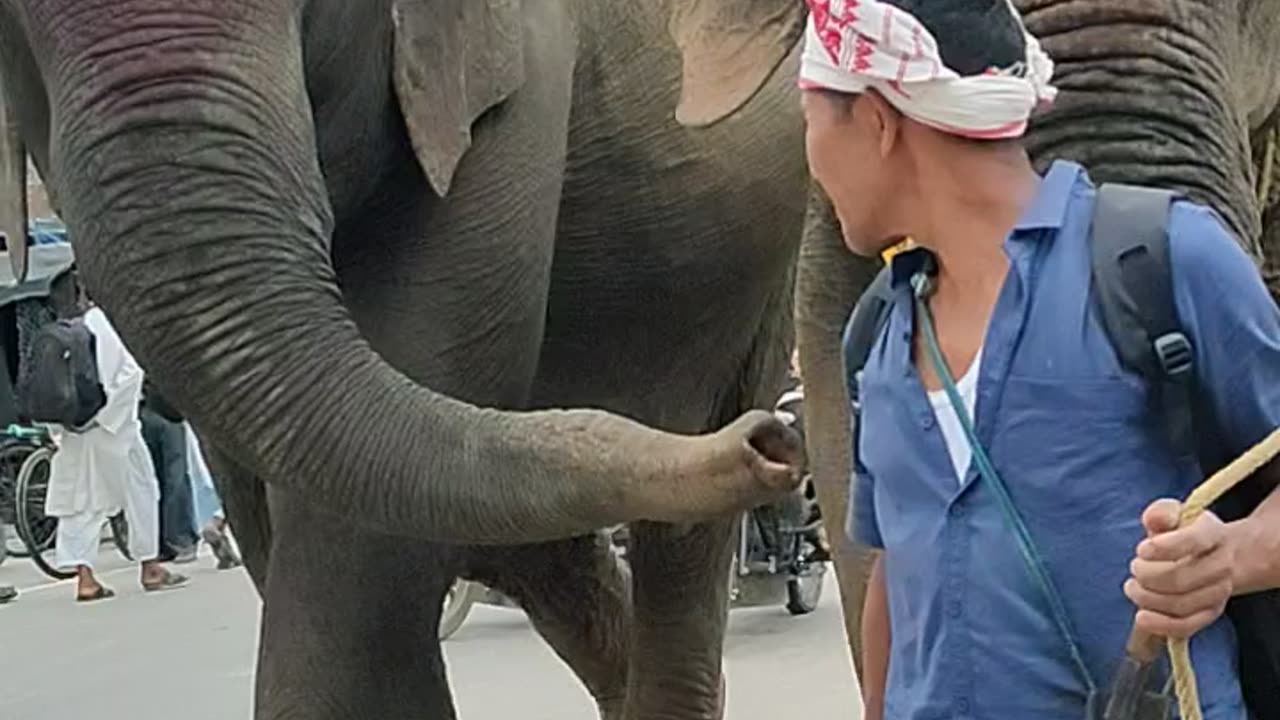 Most adaptable elephant