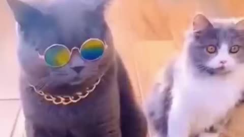 dog and cat animal funny videos #top #comedy #cat #dog
