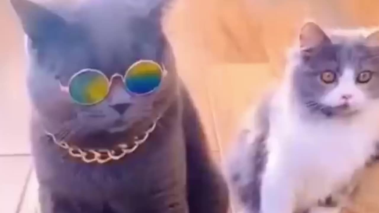 dog and cat animal funny videos #top #comedy #cat #dog
