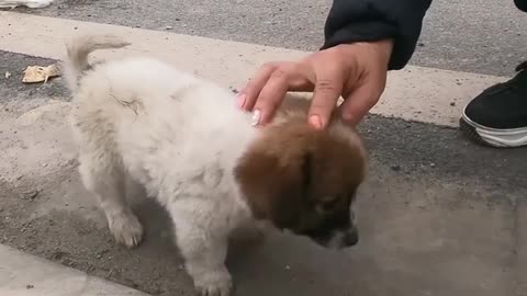 Cute Puppy..