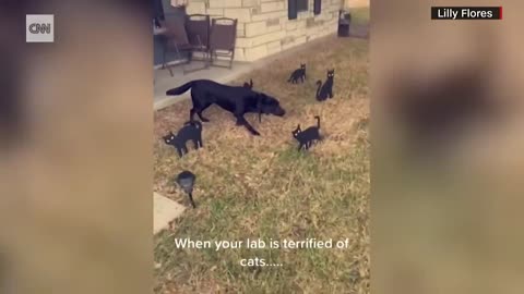 'I think your dog is broken': Labrador's reaction goes viral
