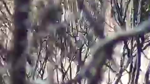 Leopards Fight Over Warthog