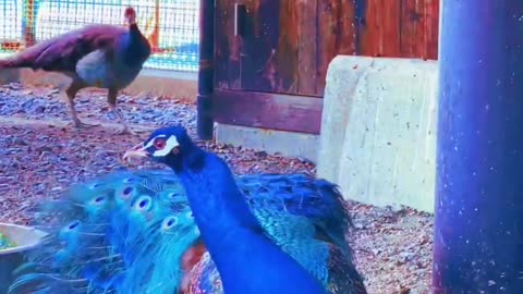 Majestic Peacocks: A Closer Look
