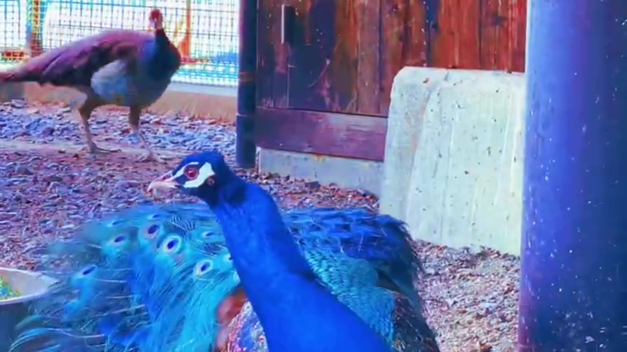 Majestic Peacocks: A Closer Look