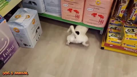 Part#2 Smart Funny dogs video compilation |Smart and Intelligent Dogs in the World | 2023