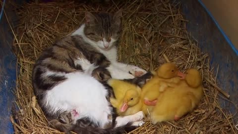 The Cat Who Adopts Baby Ducklings | Animal Odd Couples | Real Wild