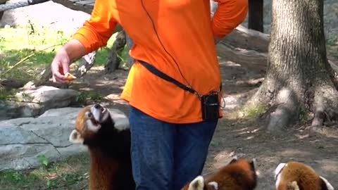 Look at the red panda