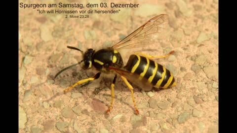 Spurgeon am Samstag, dem 03. Dezember