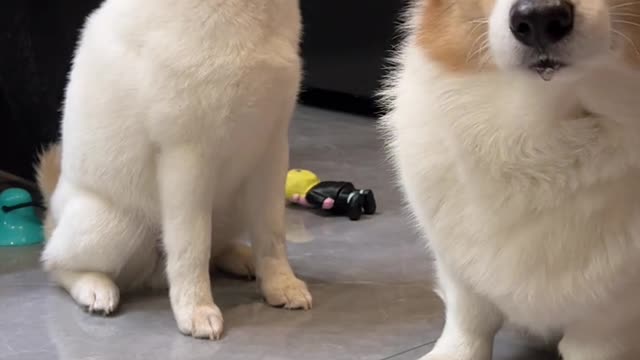 animal cute time corgi Teemo's refusal challenge