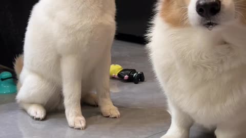 animal cute time corgi Teemo's refusal challenge