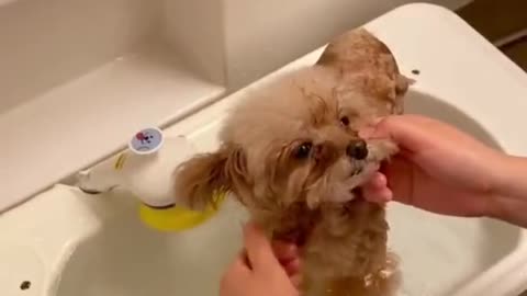Love clean dogs🥰🥰
