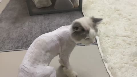 His hair was shaved for surgery