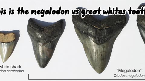 Megalodon_Size