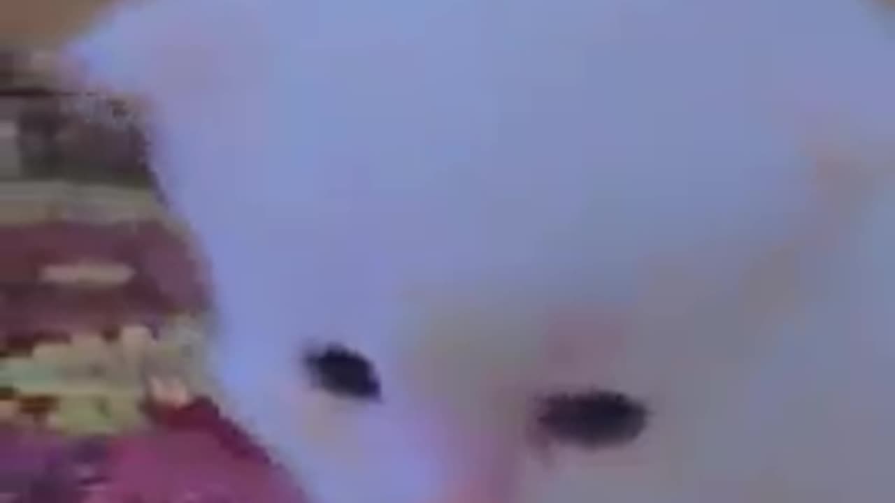 New funny Cat 😺😂 video